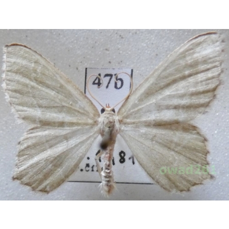 Hemithea aestivaria (Hübner, 1789) Czech47b